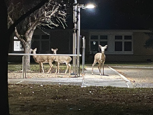 IMG_0458.jpg (146 KB)