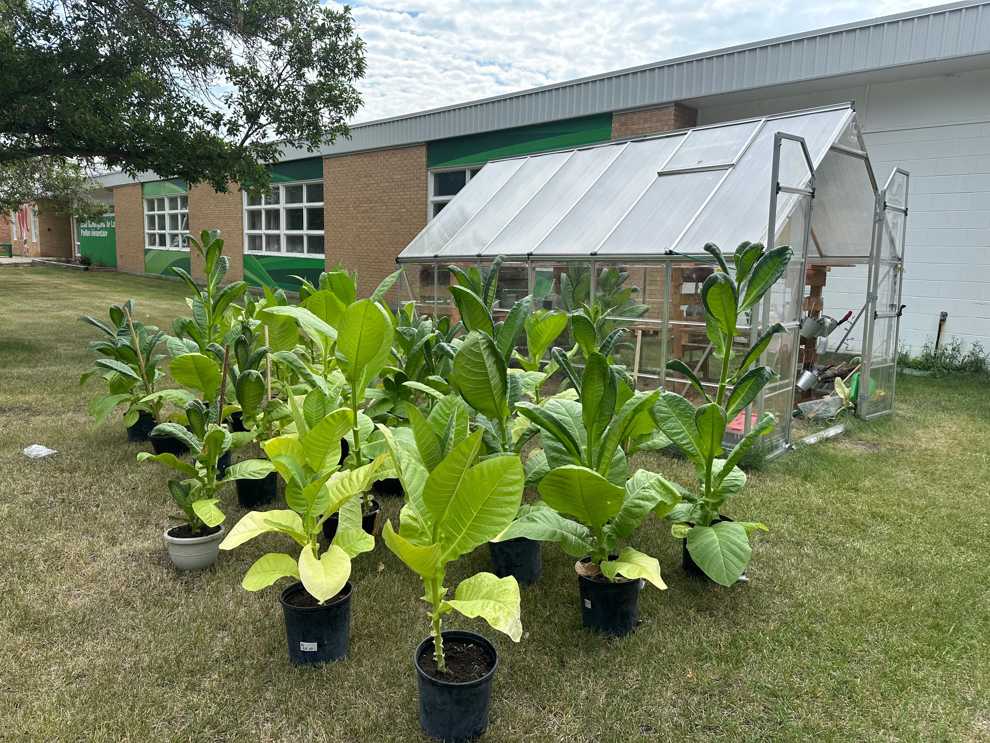 z plantes.jpg (1.66 MB)